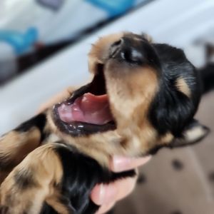 Meet your Posher, Foi